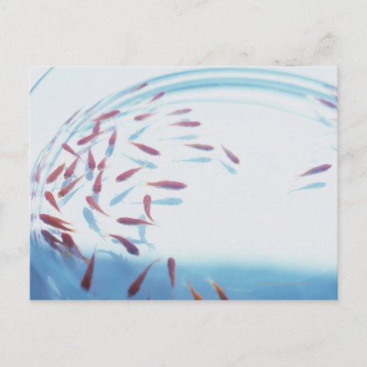 Goldfish 6 postkarte (Vorderseite)