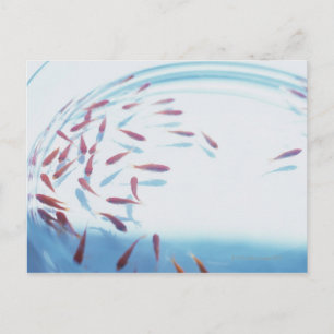 Goldfish 6 postkarte