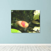 Goldfish Canvas Print Leinwanddruck (Insitu (Holzboden))
