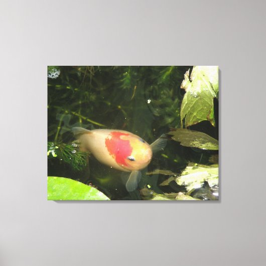 Goldfish Canvas Print Leinwanddruck (Vorderseite)
