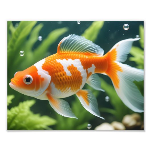 Goldfish Foto Print (Vorne)