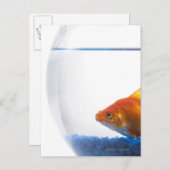 Goldfish in bowl on white background postkarte (Vorne/Hinten)