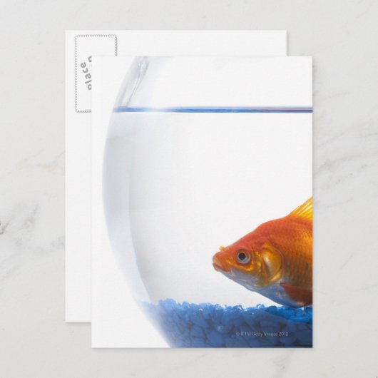 Goldfish in bowl on white background postkarte (Vorne/Hinten)