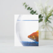 Goldfish in bowl on white background postkarte (Stehend Vorderseite)