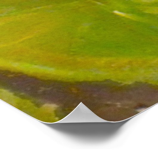 Goldfish Koi Pond Water Lilies Poster (Ecke)