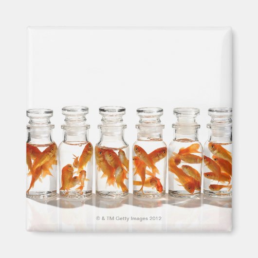 Goldfish Magnet (Vorne)