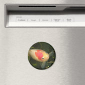 Goldfish Magnet (In Situ (Geschirrspüler))