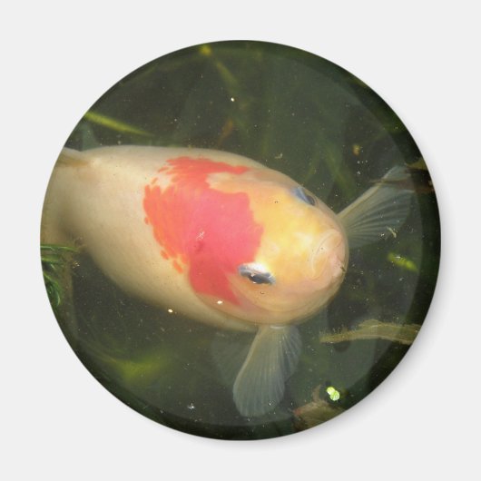 Goldfish Magnet (Vorne)