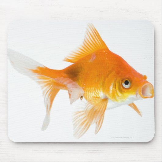Goldfish mit weißem Hintergrund Mousepad (Vorne)