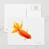 Goldfish, Overhead-Ansicht Postkarte (Vorne/Hinten)