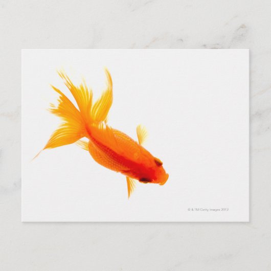 Goldfish, Overhead-Ansicht Postkarte (Vorderseite)