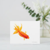 Goldfish, Overhead-Ansicht Postkarte (Stehend Vorderseite)