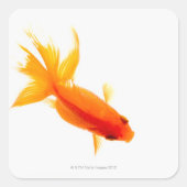 Goldfish, Overhead-Ansicht Quadratischer Aufkleber (Vorderseite)