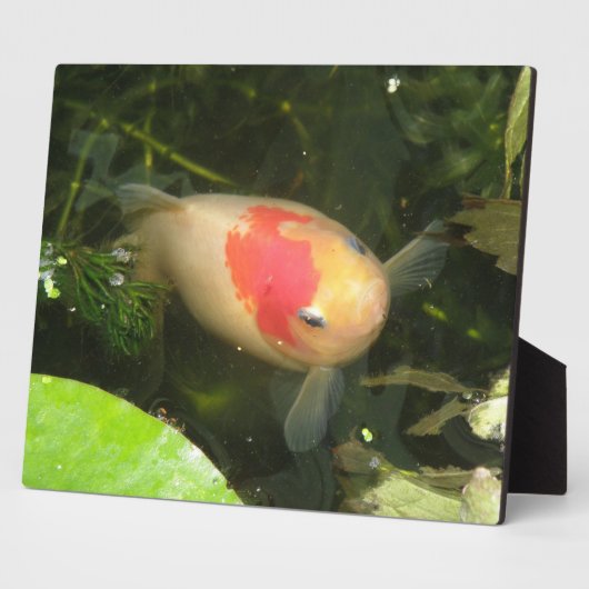 Goldfish Plaque Fotoplatte (Seite)
