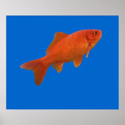 Goldfish Poster (Vorne)