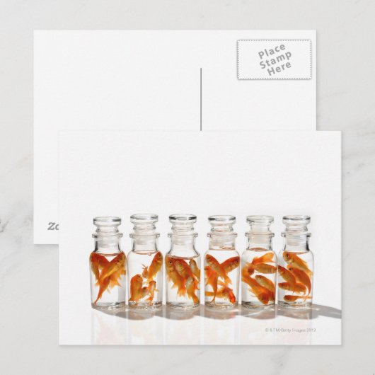 Goldfish Postkarte (Vorne/Hinten)