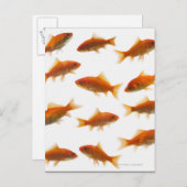 Goldfish Postkarte (Vorne/Hinten)