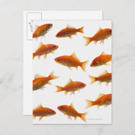 Goldfish Postkarte (Vorne/Hinten)
