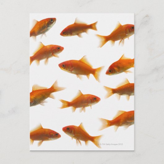 Goldfish Postkarte (Vorderseite)
