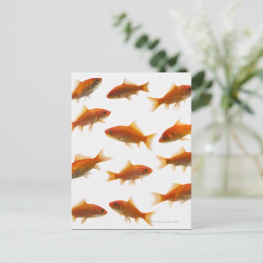 Goldfish Postkarte (Stehend Vorderseite)