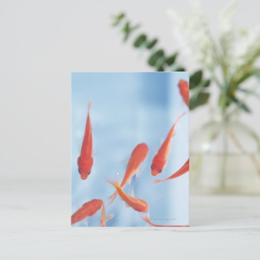 Goldfish Postkarte (Stehend Vorderseite)