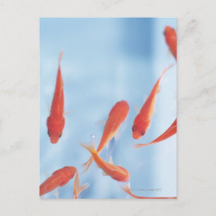 Goldfish Postkarte