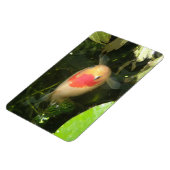 Goldfish Premium Magnet (Linke Seite)