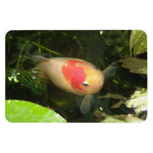 Goldfish Premium Magnet