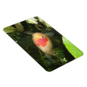 Goldfish Premium Magnet (Rechte Seite)