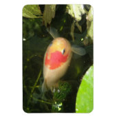 Goldfish Premium Magnet (Vertikal)