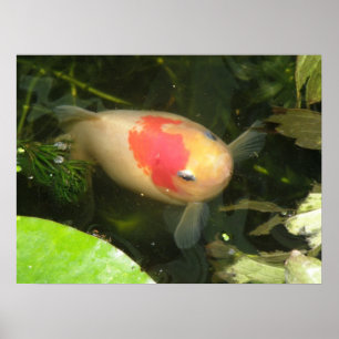 Goldfish Print Poster
