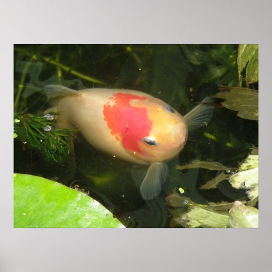 Goldfish Print Poster (Vorne)