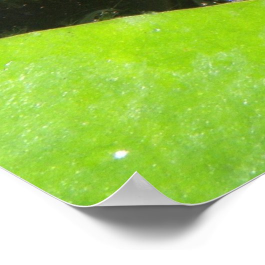 Goldfish Print Poster (Ecke)