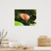 Goldfish Print Poster (Küche)