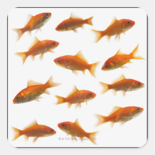 Goldfish Quadratischer Aufkleber