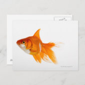 Goldfish, Seitenansicht Postkarte (Vorne/Hinten)