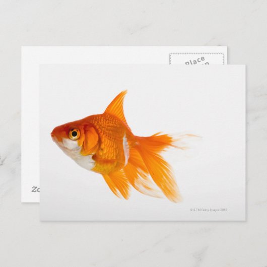Goldfish, Seitenansicht Postkarte (Vorne/Hinten)
