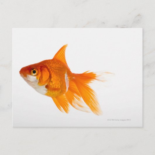 Goldfish, Seitenansicht Postkarte (Vorderseite)