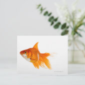 Goldfish, Seitenansicht Postkarte (Stehend Vorderseite)