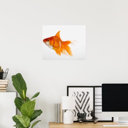 Goldfish, side view poster (Heimbüro)