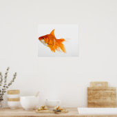 Goldfish, side view poster (Küche)