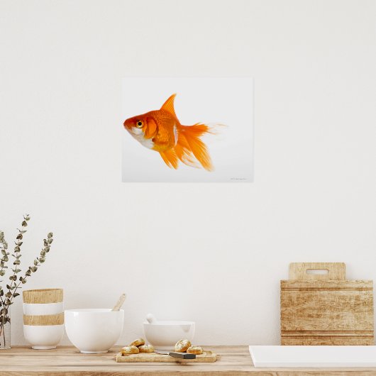 Goldfish, side view poster (Küche)