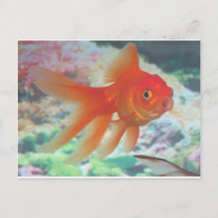 Goldfish Talking Postkarte
