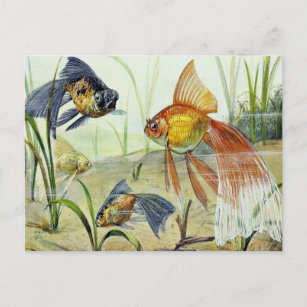Goldfish Vintage Kunst Postkarte