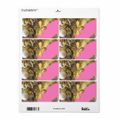 Goldfliege de lys (Vorne)