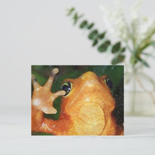 Goldfrosch Postkarte (Stehend Vorderseite)
