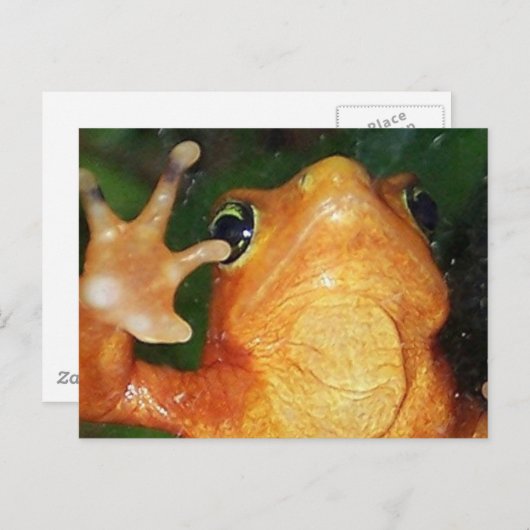 Goldfrosch Postkarte (Vorne/Hinten)
