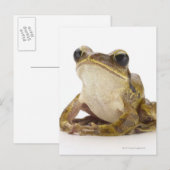 Goldfrösche Postkarte (Vorne/Hinten)