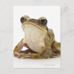 Goldfrösche Postkarte