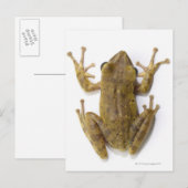 Goldfrösche Postkarte (Vorne/Hinten)